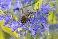 Abeille - alimentation en nectar (Apis melifera)
